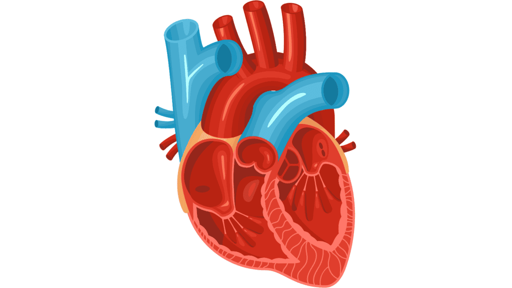 Cardiovascular