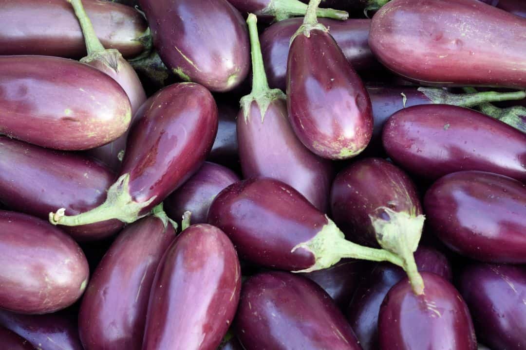 Eggplant