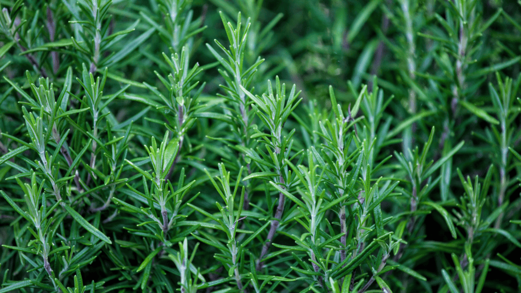 Rosemary