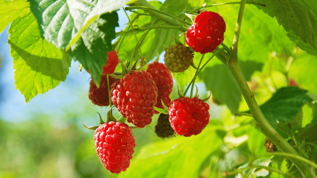 Raspberries