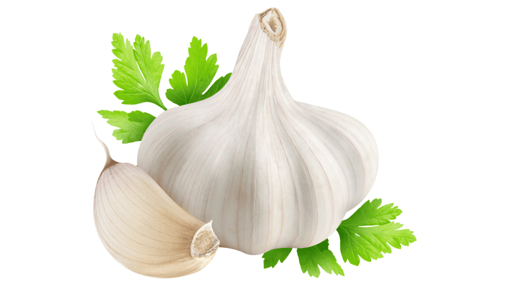 Garlic