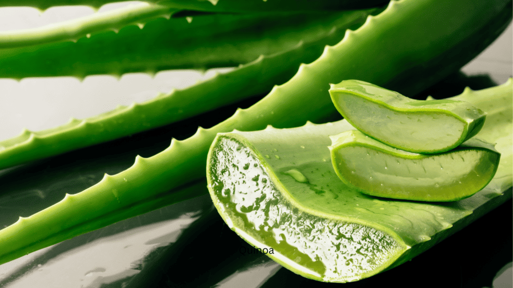 Aloe vera