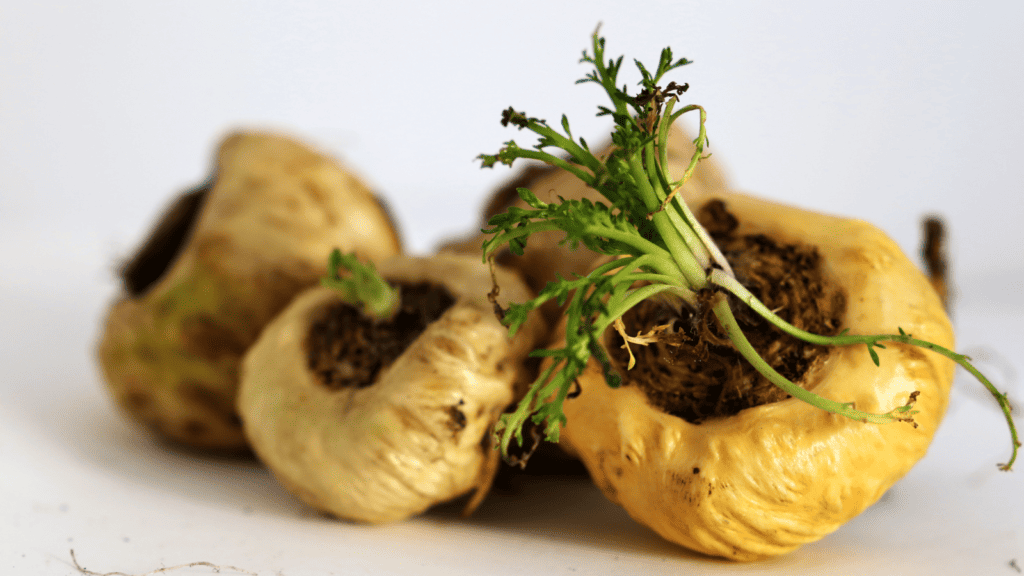 Maca root