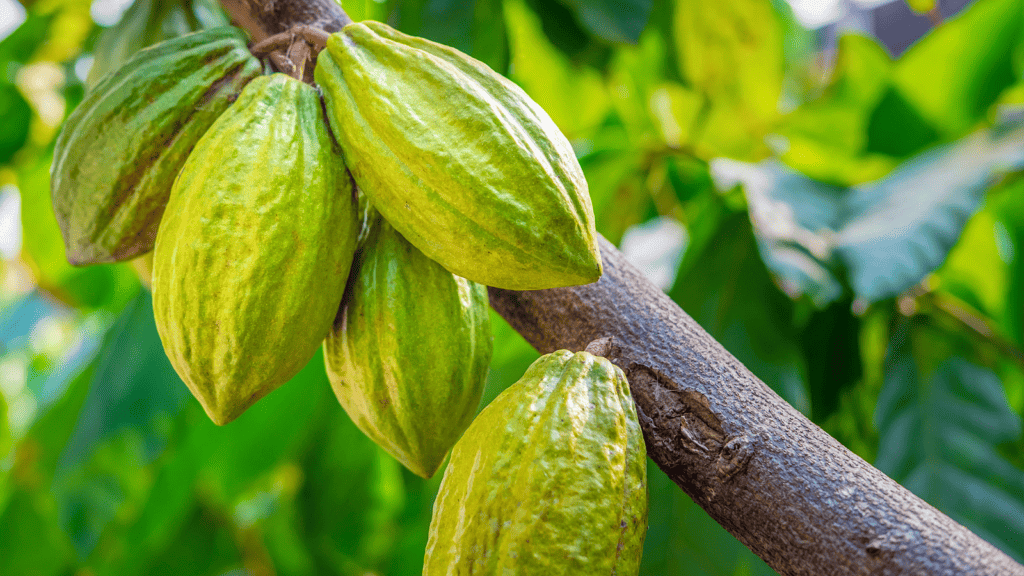 Raw cacao