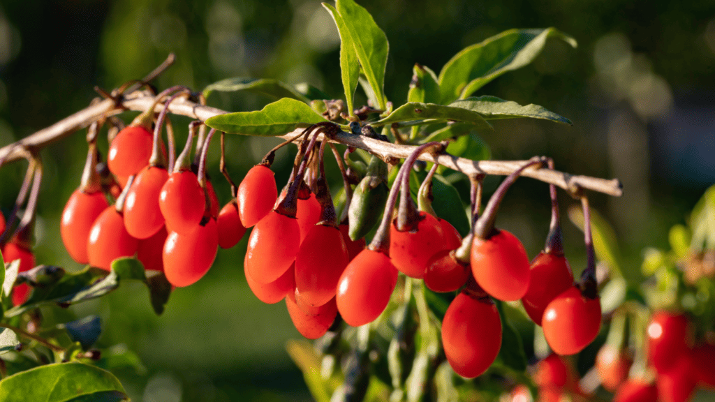 Goji berries