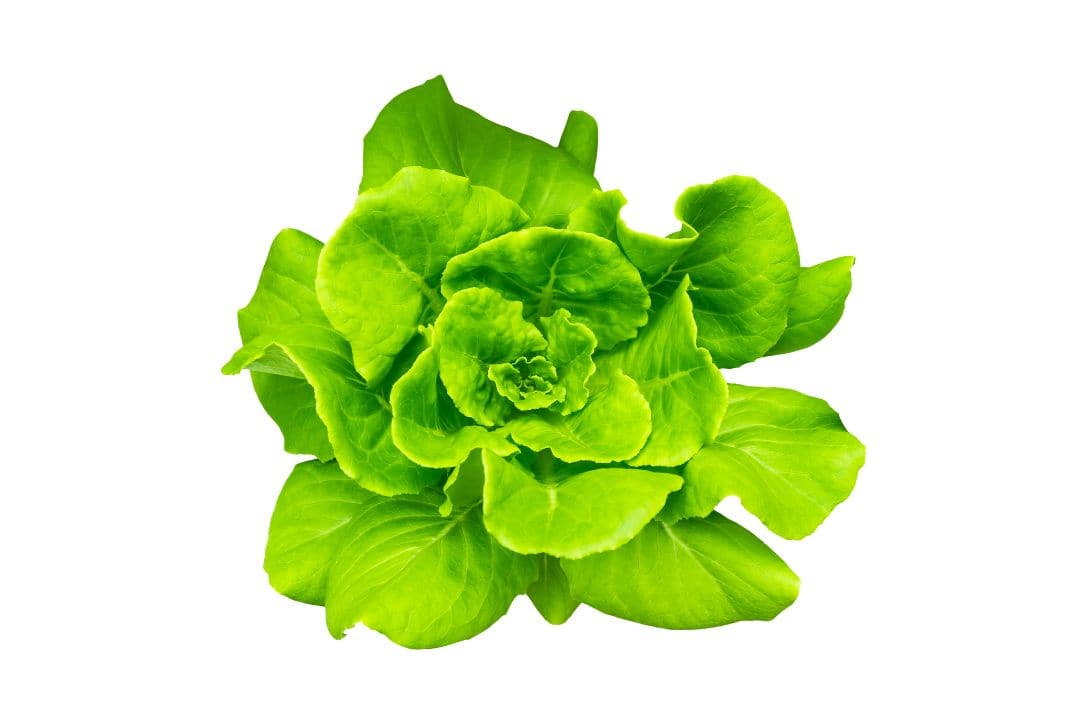 Butterhead lettuce ideal protein food list