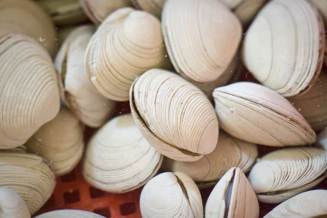 White clams white food list