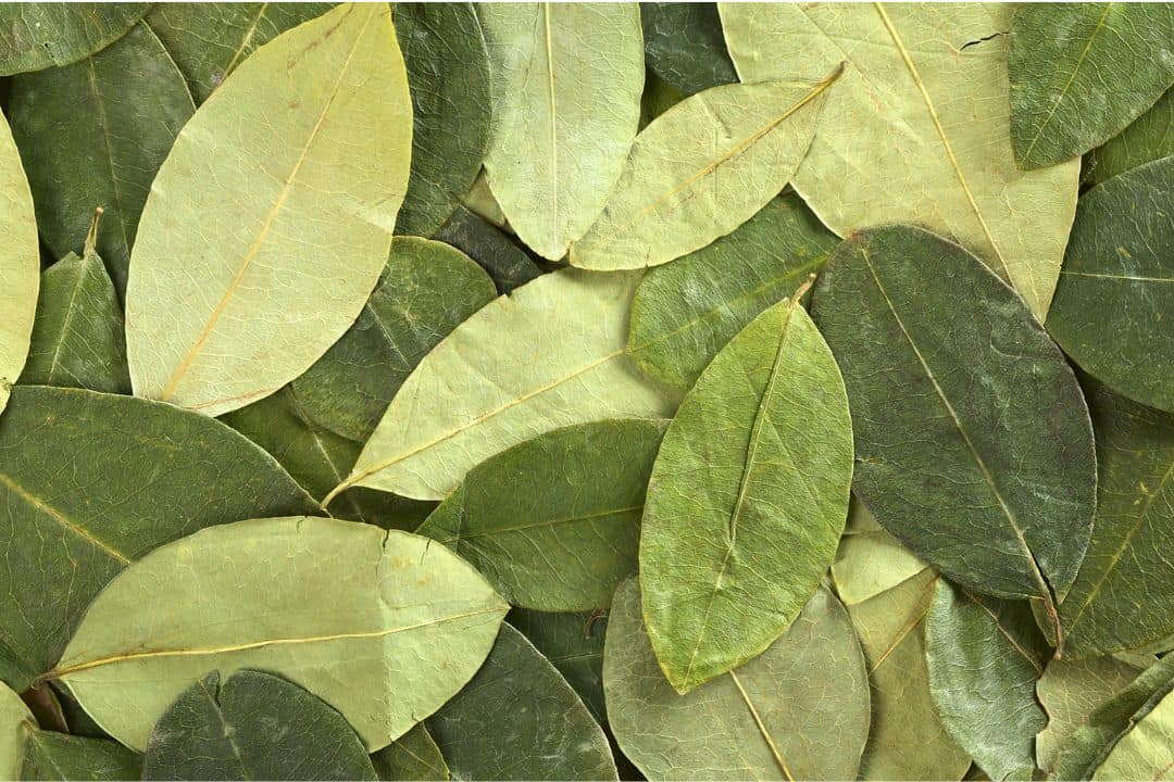 Coca tea foods that cause false positive drug test