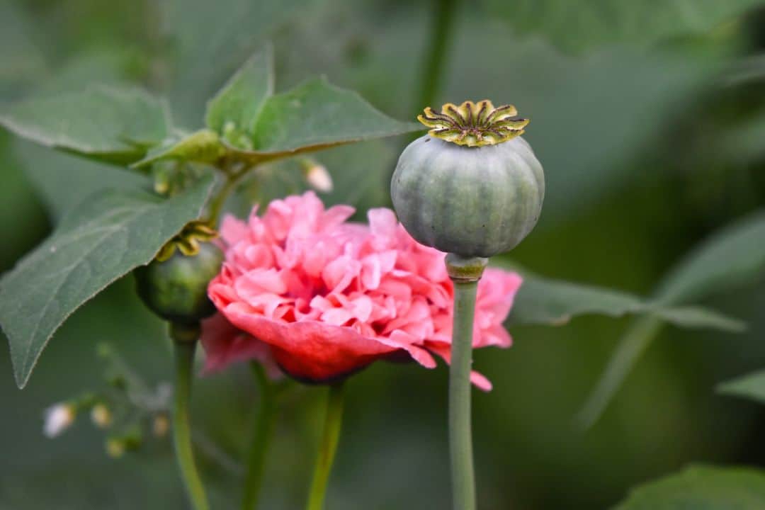 Poppy plant foods that cause false positive drug test