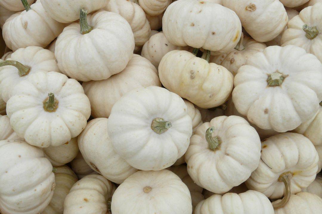 Pumpkin seeds white food list