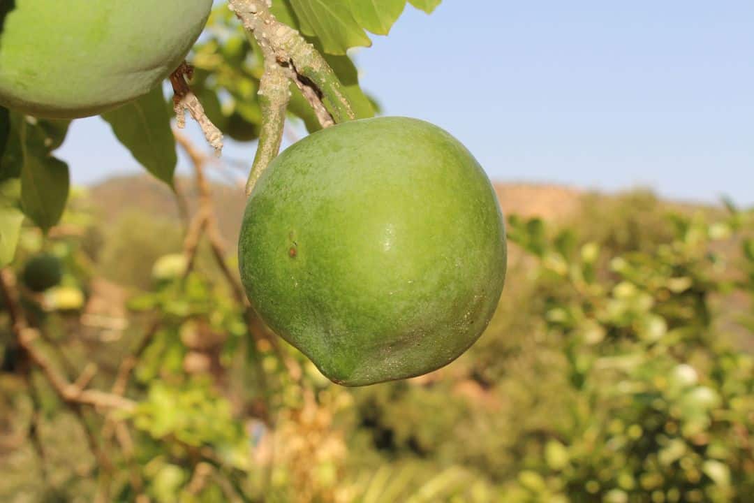 Sapote white food list