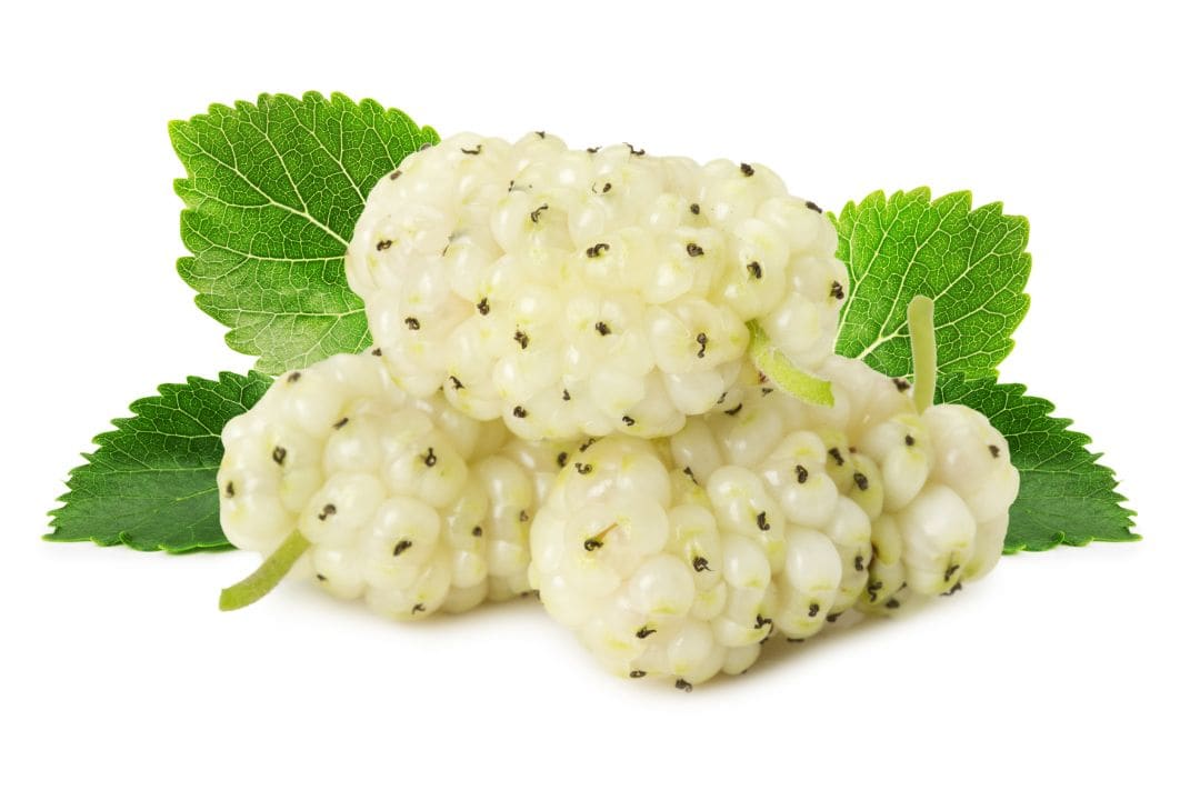 White mulberries white food list