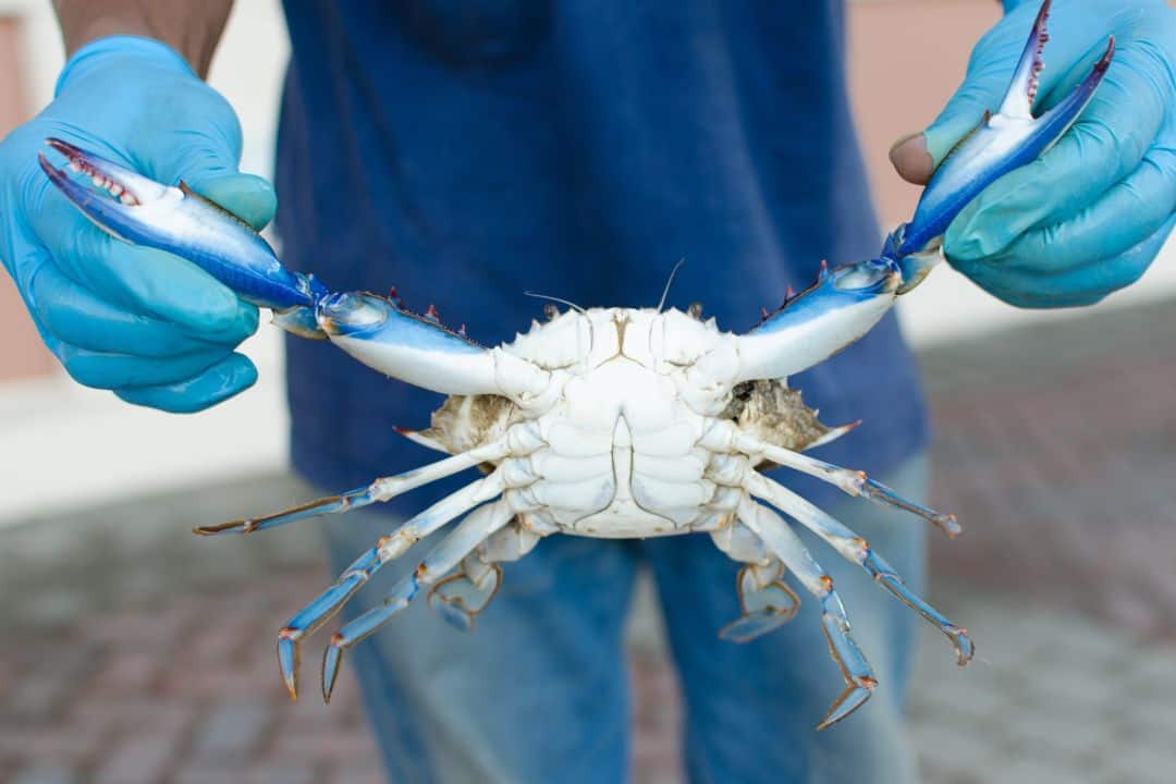 Catching crabs