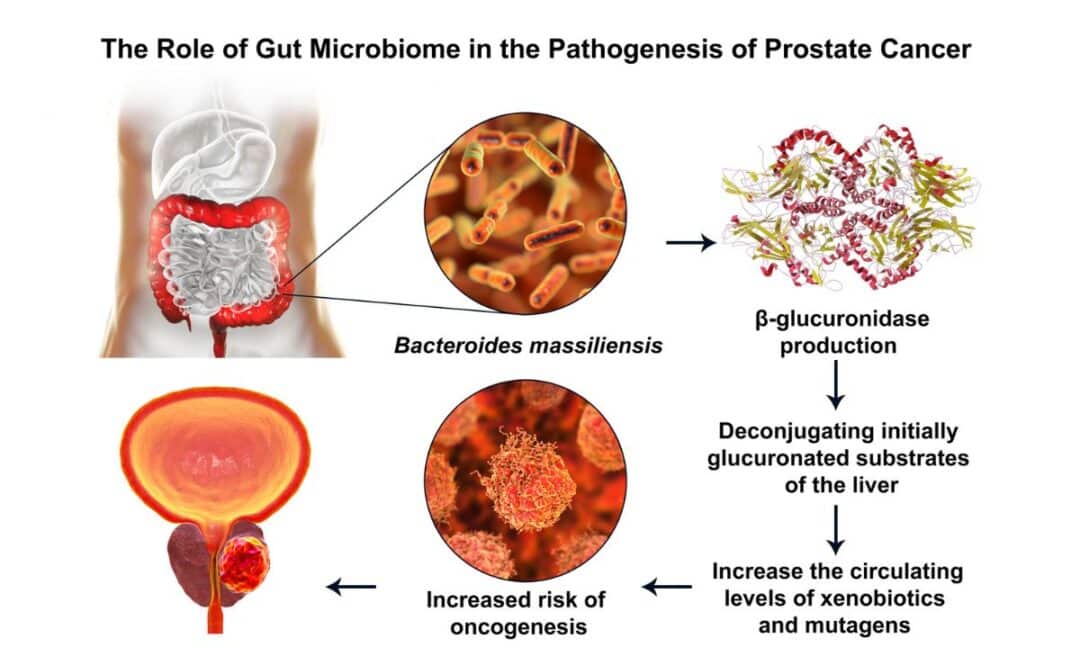 Healthy gut microbiome